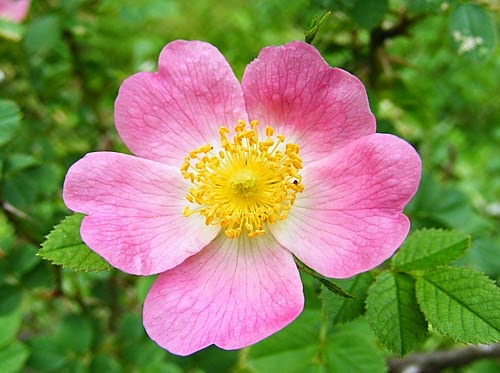 Photo of National Flower of Romania | Dog Rose Flower of Romania