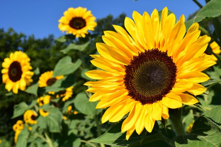 Photo of National Flower of Ukraine | Sun Flower of Ukraine