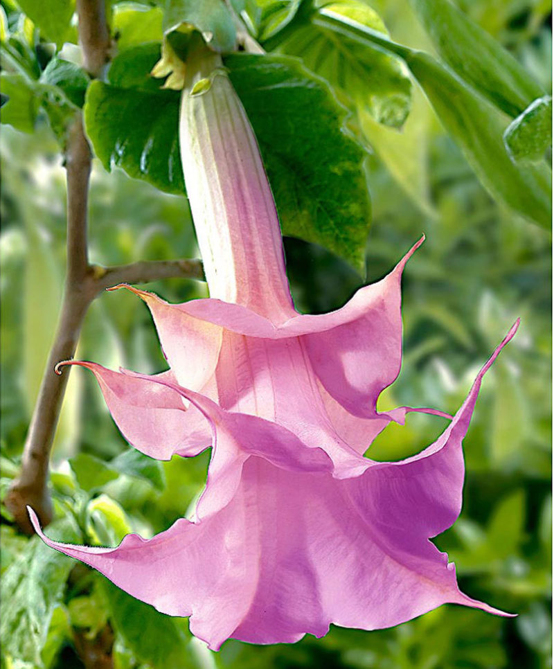 National Flower Of Sweden TwinFlower Flower Of Sweden National 