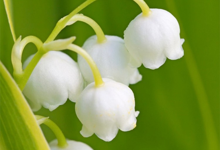 Photo of National Flower of Yugoslavia | Lily of the Valley