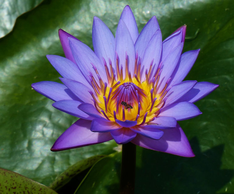 National Flower of Sri Lanka | Blue Water Lily Flower of Sri Lanka ...