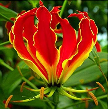 National Flower or Zimbabwe petals