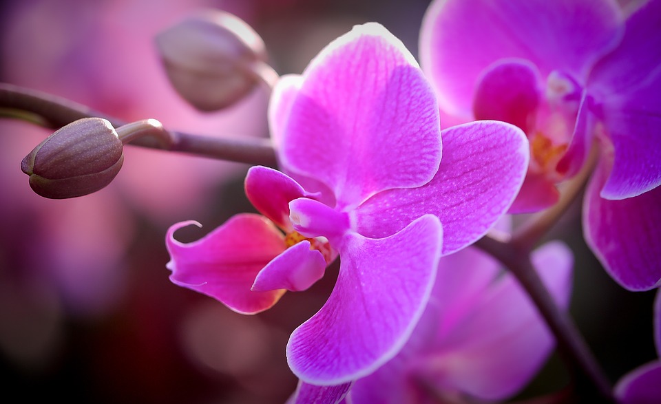 Photo of National Flower of Venezuela | Orchid Flower of Venezuela