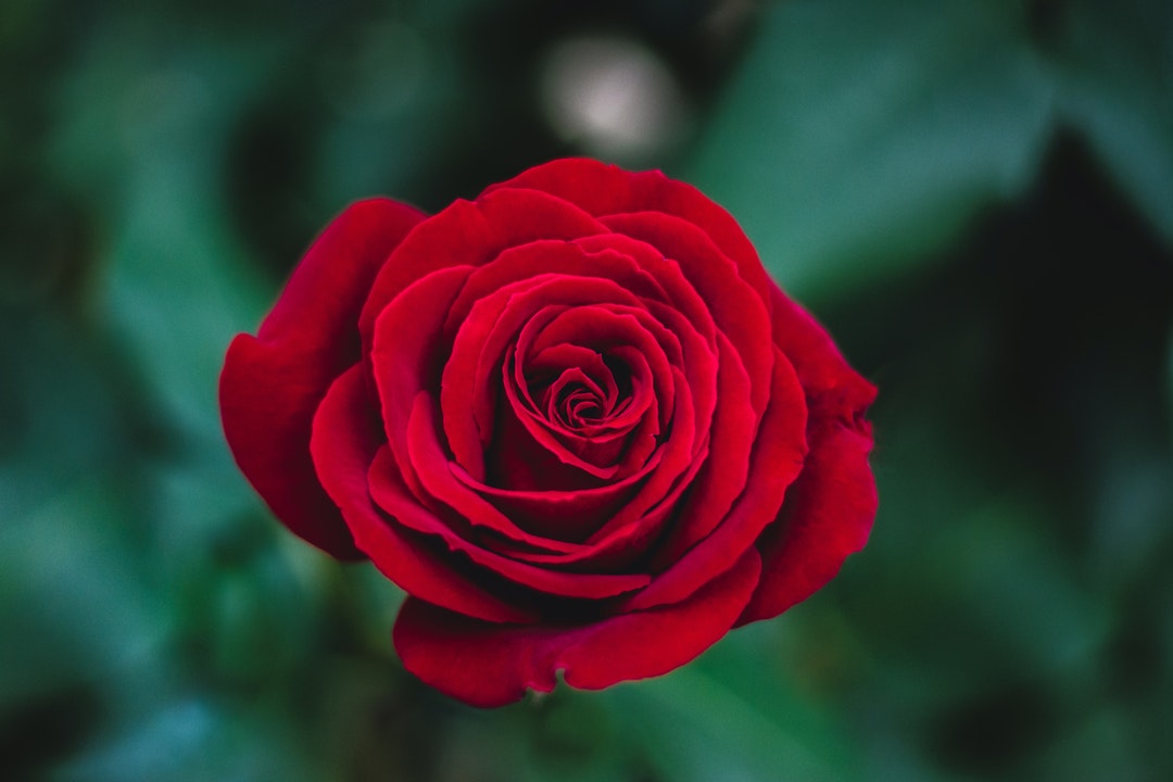 Rose National Flower of USA