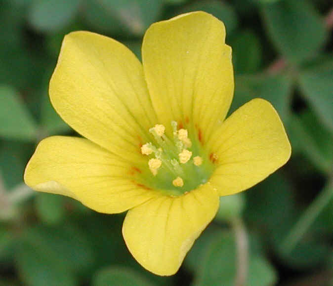 Photo of National Flower of Virgin Islands | Yellow Cedar Flower