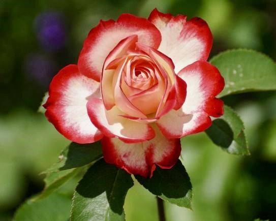 Photo of National Flower of England | Tudor Rose Flower of England