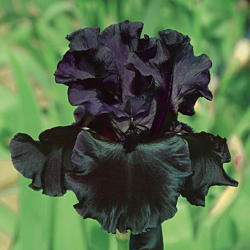 National Flower of Jordan Black Iris Flower of Jordan National