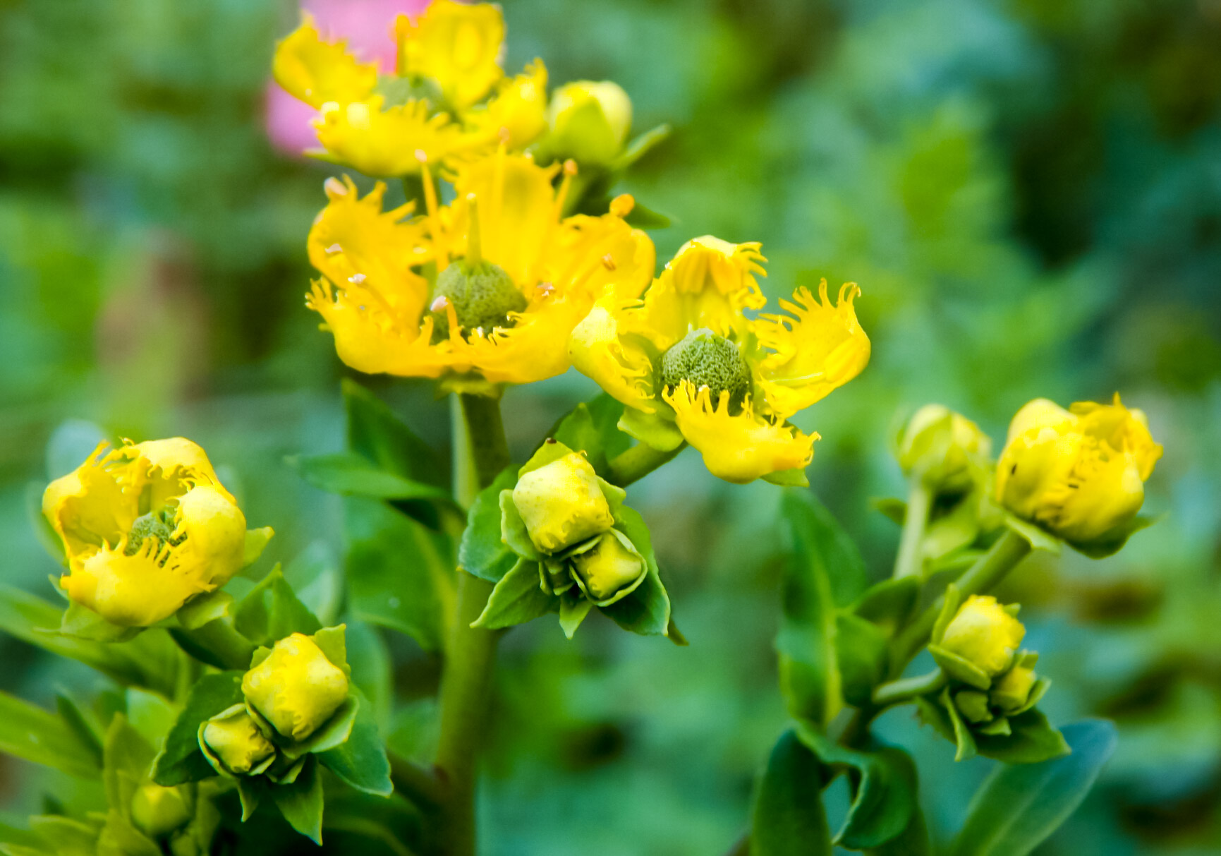National Flower of Lithuania Rue flower of Lithuania National