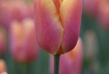 Photo of National Flower of Holland | Tulips The Flower of Holland