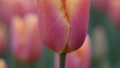 Photo of National Flower of Holland | Tulips The Flower of Holland