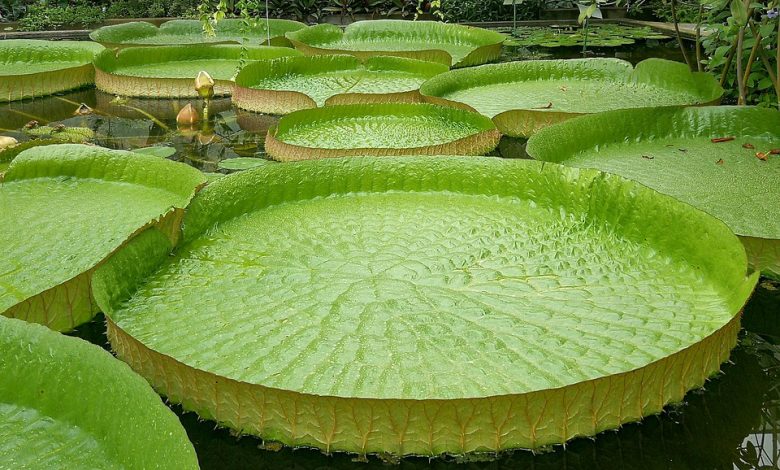 National Flower of Guyana Victorian Lily