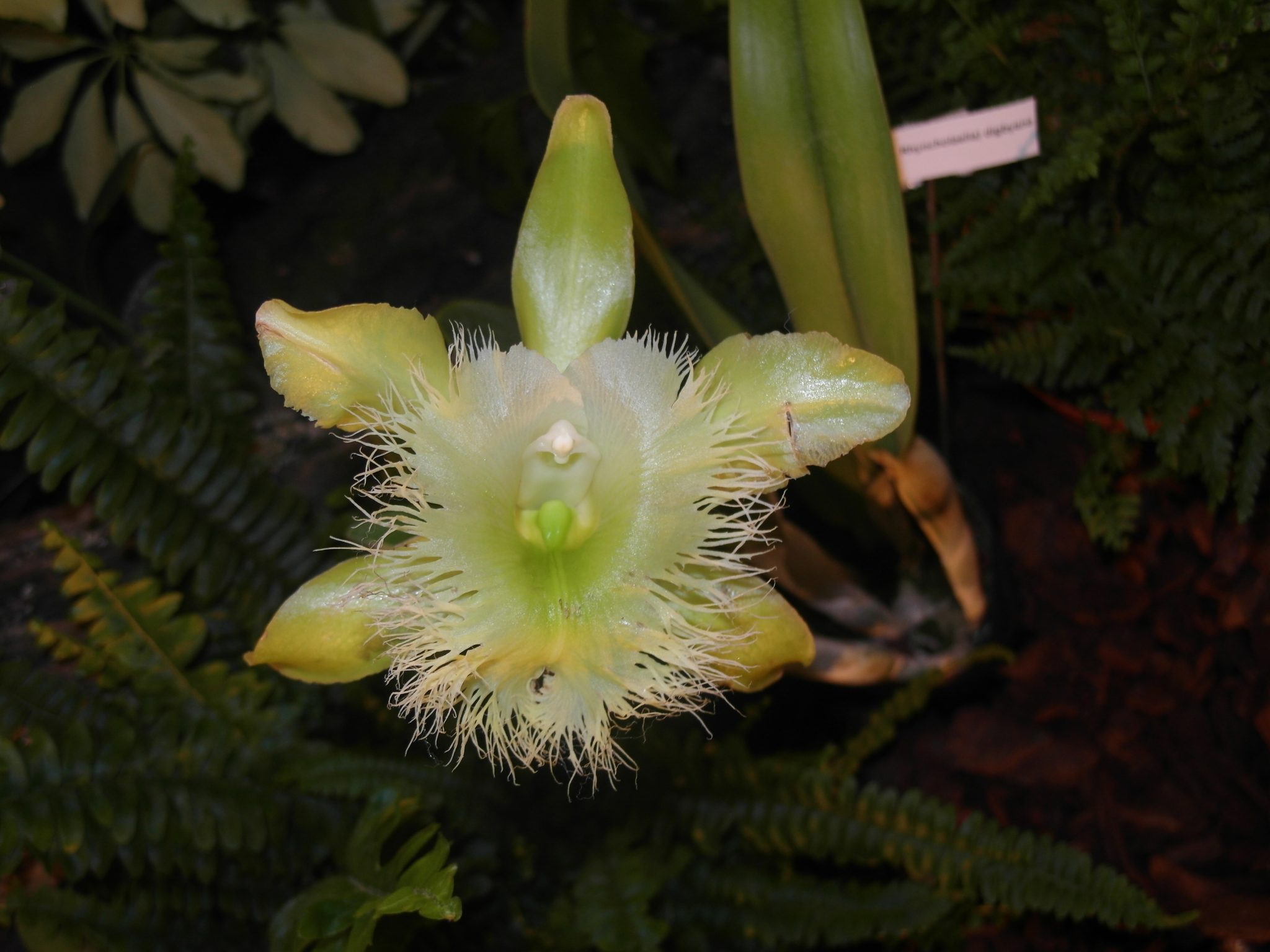 National Flower of Honduras | Rhyncholaelia Digbyana Flower of Honduras ...