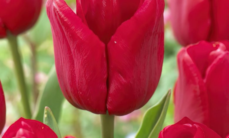 National Flower of Hungary Tulip