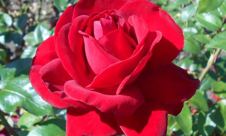 National Flower of Iraq ROSE