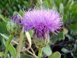 National Flower of Malta