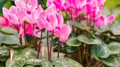 Photo of National Flower of Israel | Cyclamen