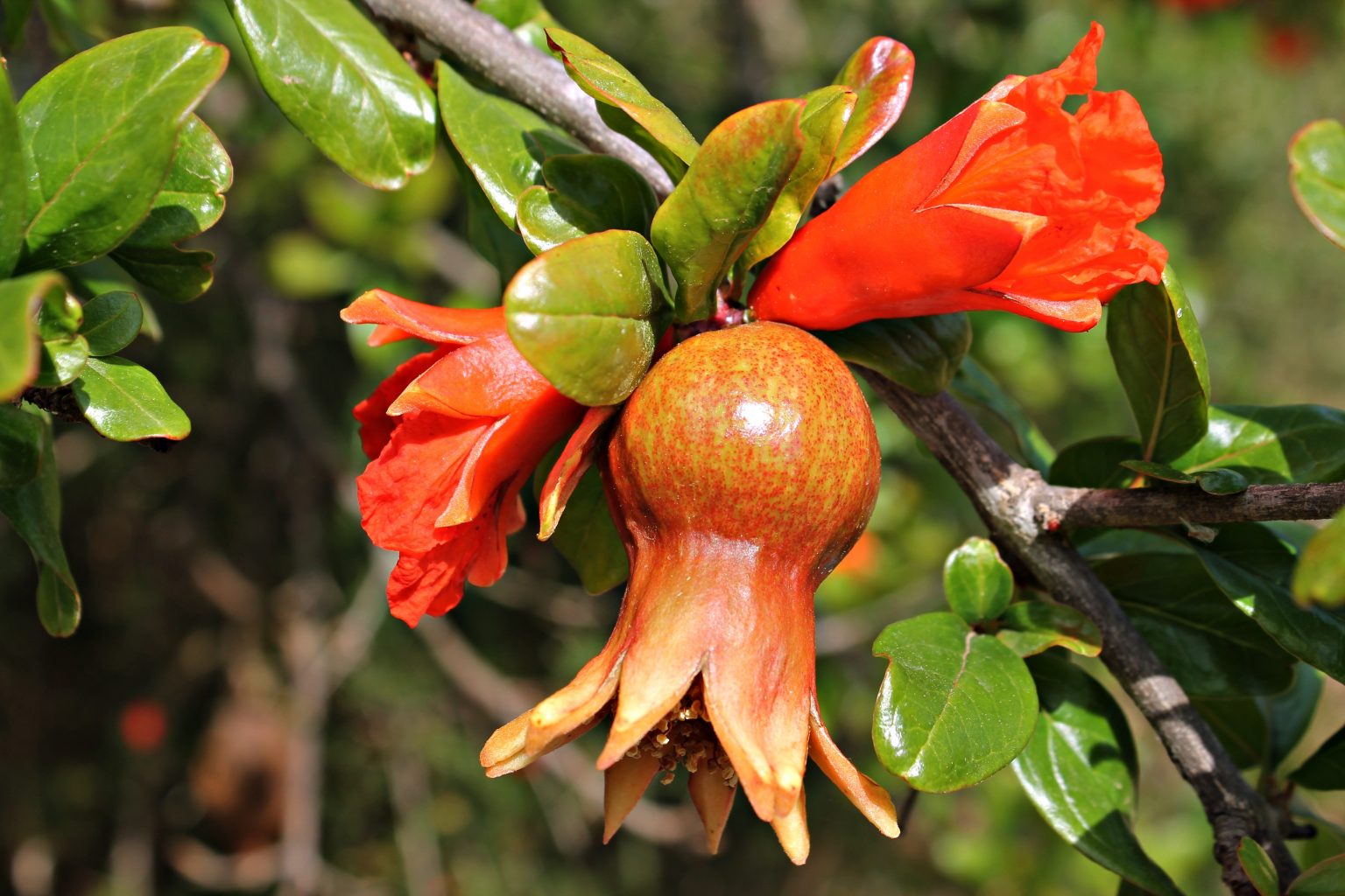 national-flower-of-libya-pomegranate-flower-of-libya-national